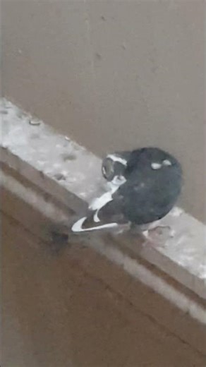 La gazza ladra : Overture. 🐦🐦The neighbours playing magpie.