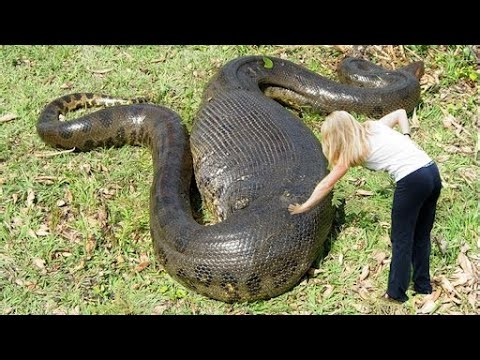 Can a Snake Really Swallow a Human? Debunking Myths