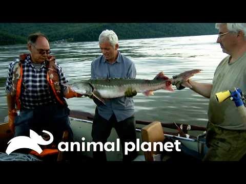 Jeremy Faces a Deadly Dinosaur Fish! | River Monsters | Animal Planet