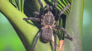 10K reactions · 361 shares | The Cyriopagopus hainanus, also called the "black earth tiger" by the locals in Hainan, is the largest spider species in China. With a leg span reaching 20 centimeters, an adult spider can easily cover a human hand. In the world of the tiny, the size of a creature like this is intimidating, never mind their hairy coats and lethal venoms. #JourneysInNature #EcoCivilization | CGTN | Facebook