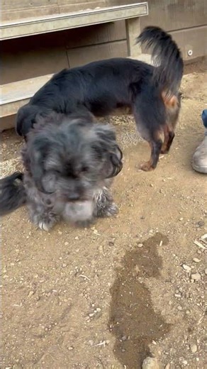 ***ADOPTED*** 12/27/25 Joseph Shih Tzu Mix 1 to 1.5 Years Lucky Paws Doghouse Tishomingo Oklahoma