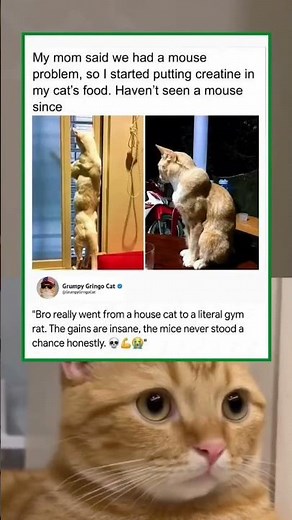 bro is literally built like a giga chad cat 💀 | funny memes | dank memes | relatable american memes