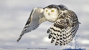 8.8K views · 314 reactions | Get ready! This National Wildlife Week...