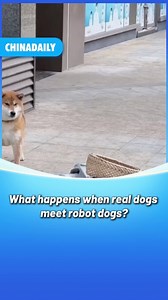 9.7K views · 286 reactions | It's interesting to see the reactions of real #dogs when they meet #robot dogs. It seems that they know these moving things are not real #animals but look just like them. And the robot dogs know how to trick their friends. #tech | Tech News | Facebook