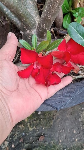 a beleza da rosa do deserto em #Sinop-MT