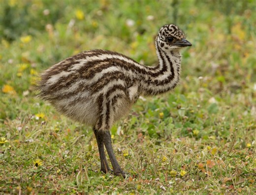 This Baby Emu Zooming Across the Yard Will Instantly Boost Your Mood