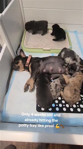 Here at @JerzeyFrenchies, potty training starts early — our pups grow up with great habits and lots of love 💕 Raising healthy, happy, and well-mannered Frenchie babies from the start 🐶✨ #JerzeyFrenchies #FrenchiePuppies #FrenchBulldogBreeder #FrenchieLove #FrenchieLife #FrenchieNation #FluffyFrenchie #BlueMerleFrenchie #FrenchieFam #SmartPuppies #PottyTrainingPuppy #PuppyTraining #FrenchieWorld #CutePuppies #FrenchieCommunity #PuppyGoals #FrenchieObsessed #FrenchieOfInstagram #NewJerseyBreeder