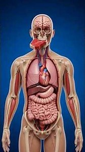 Beef Inside Your Body