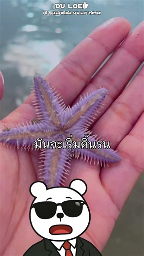 หยิบปลาดาว