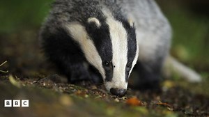 Second year of badger cull to try and stop TB in cattle