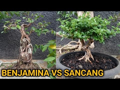 Cara membuat bonsai beringin benjamina dan sancang