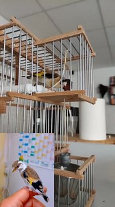 549K views · 7.9K reactions | Beautiful bird ❤️ #goldfinch #Goldfinch_training #hunting #longing #nature #jilguero #chardonnermajor #carduelis #freedom #pertator #birds #cage #breeding #Morocco #Algeria | Wild Bird Beauty | Facebook