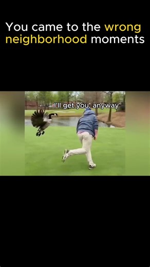 Funny Wrong Neighborhood Moments #dailyanimaldose #funny #animals