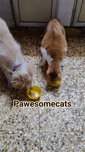 Cat Simi & Puppy Lucky Prove Cats and Dogs Can Be Best Friends 🐱🐶❤️