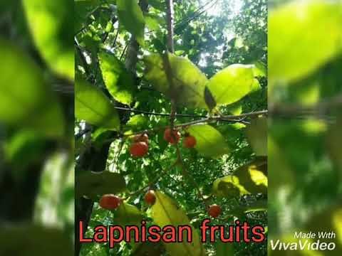 LAPNISAN the agar wood(Philippines)