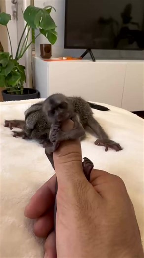 1.4M views · 9.2K reactions | Cute Animal Pet #baby #marmaset #monkey #pet #fyp | Entertainment | Facebook