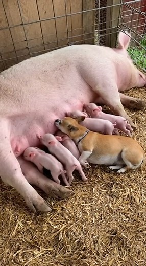 When your mom is a pig, and you're just a tiny dog. 🤯🐖🐶🍼🥹❤️🌍🙏 #UnlikelyFriends #AnimalAdoption #MotherhoodGoals #IncredibleNature #ViralReels #MustSee #PigAndDog #SweetestThing | Pupps Daily