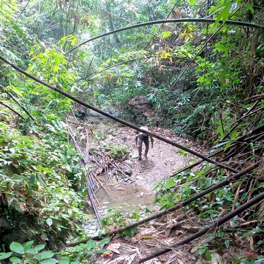 9.1K views · 153 reactions | 3 days solo survival camping. TRAP FISH, CATCH and COOK. Bamboo hut survival shelter.mp4 | Wildness Builder | Facebook