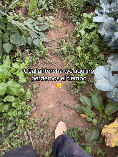Trabajo en el campo: agricultor trabajando duro