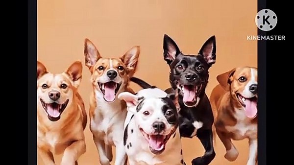 Beautiful 😻 Cute Dogs 🐕 Running