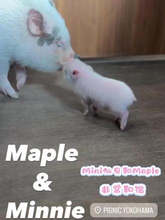 pignic前辈与后辈如何相处…二遍：小桃是个rio不是善逸！#pignic #小猪 #宠物猪 #宠物 #可爱