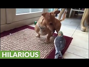 Cockatiel forces dog to listen to his singing