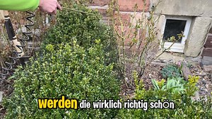 In diesem Video zeigen wir, wie du deinen Buchsbaum vor einem Buchsbaumzünsler-Angriff retten kannst. Erfahre, wie du deinen Buchsbaum schützen und wieder gesund machen kannst! Topbuxus BV | Pflanzenarzt