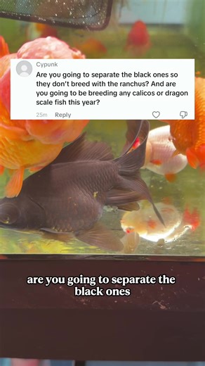 Clean Genetic Generations in Goldfish Breeding