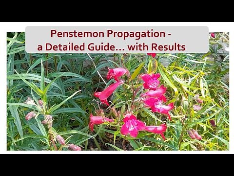Penstemon Propagation: a Detailed Guide - With Results