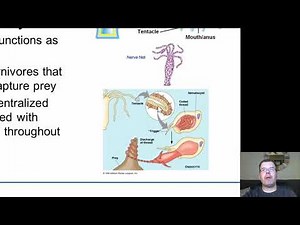 Chapter 27 The Rise of the Invertebrate Animals