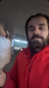 1.6K views · 2.7K reactions | MOV SYSTEM. Brevettato innovative technology scopri sul sito ! Disponibile dal 14 aprile Visita il sito www.innovativetechnologysrl.it per info sui nostri servizi e prodotti scrivici a : innovativetech.evolution@gmail.com #birdcontrol #pestcontrol #repellent #engineering #flyboost #moderntechnology #italyproject #solution #italy | Falcong | Facebook