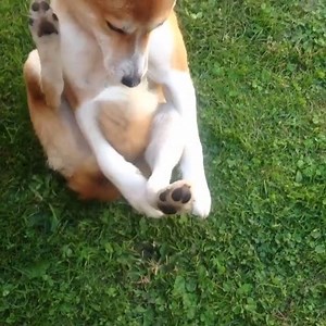 18K views · 1.5K reactions | He'll do whatever it takes to catch his tail! ...but WHY do dogs have tails in the first place: bit.ly/WhyDoDogsHaveTails | American Kennel Club | Facebook