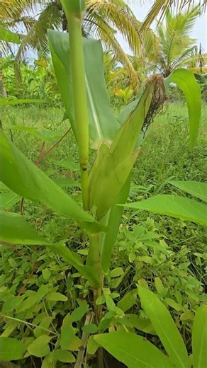 Fresh Sweet Corn Harvest from Our Farm! 🌽🌿 | Organic Farming Journey #mahegardening