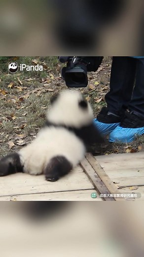 Shy Baby Panda Moments | Camera-Shy Pandita Chiquito