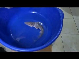 Examination of P. kaufmanni, small narrow snout (dwarf) form №1348. Nukus Balyk hatchery. 04.04.2026
