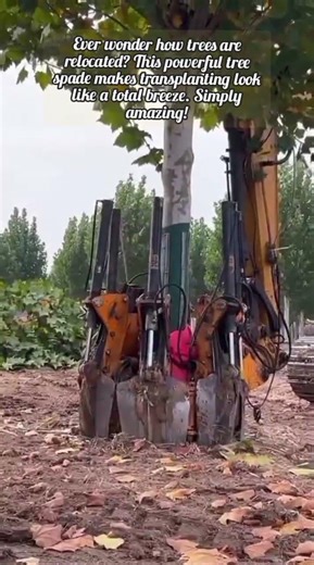 Incredible Engineering: How Trees Are Safely Moved
