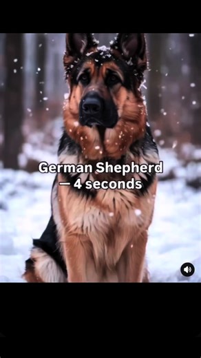 Tank the Bulldog's Heartwarming Moments