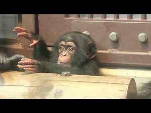 チンパンジー 双子の赤ちゃん113 Chimpanzee twin baby