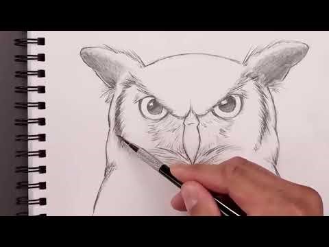 How to Draw Feathers for Beginners