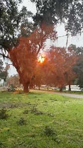 10K views · 75 reactions | VIDEO: Tree limb falls on power line in...