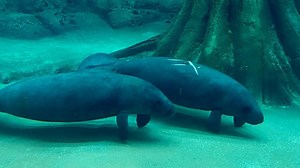 2 manatees welcomed to Parker Manatee Rehabilitation Habitat