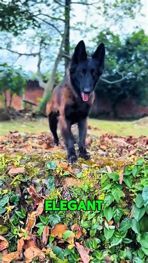 🔥Elegant Belgian Tervuren: The Majestic Herding Companion #shortsfeed #viral #shorts