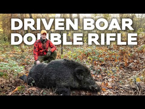 Franz-Albrecht Expertly Shoots Driven Wild Boar with a Double Rifle
