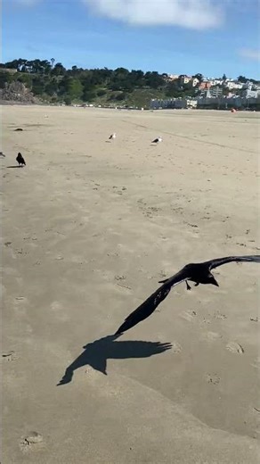 04 April 2026 - #Ravens are just #Feathered #Puppies #OceanBeach #SanFrancisco #California
