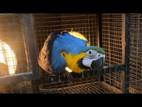 SHARING PERAWATAN PARROT