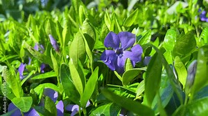 flower, nature, purple, blue, garden, spring, plant, flowers, blossom, violet, bloom, beauty, iris, summer, flora, petal, macro, leaf, floral, meadow, closeup, close-up, season, wild, beautiful