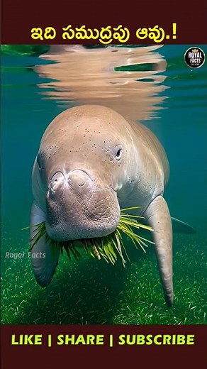 Meet the Sea Cow 🐋 | Dugong Explained! #youtubeshorts #ytshorts #viral