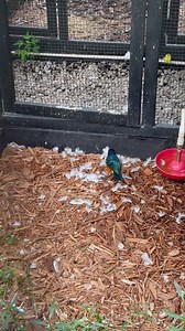 3.8K views · 242 reactions | Feathers , specially white ones are a great source of enrichment to starlings. They love using them on their nests. Superb starlings. | Exotic Softbills | Facebook