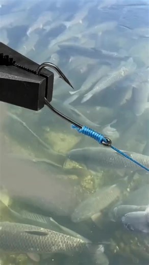 Essential Tips and Tricks for Successful Fishing