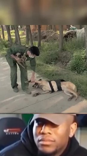 This dog is so funny#funny #funny